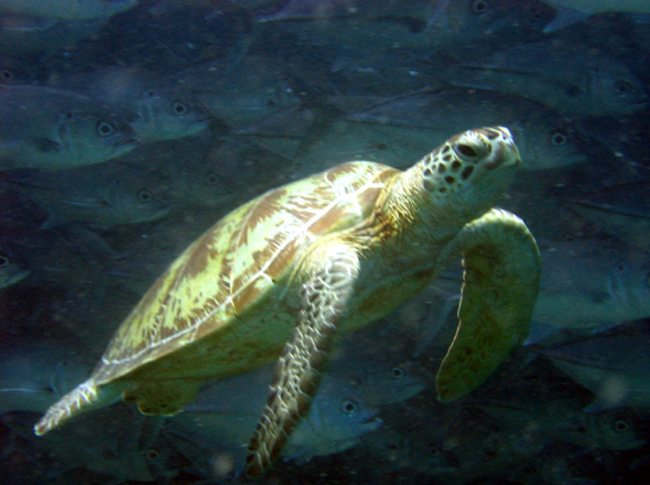 Suppenschildkröte vor Makrelenschwarm