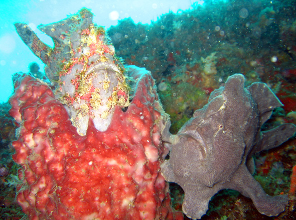 Wunderbar angepasst: Three-spined Frogfishes