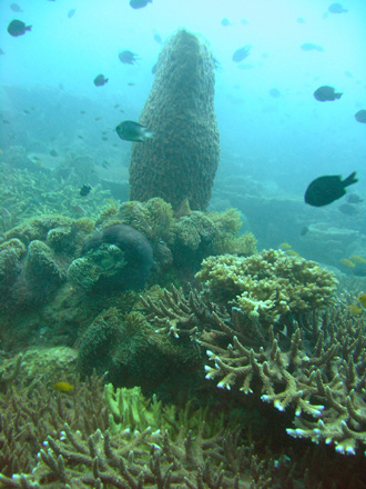 Korallen-, Schwamm- und Anemonenlandschaften vom feinsten
