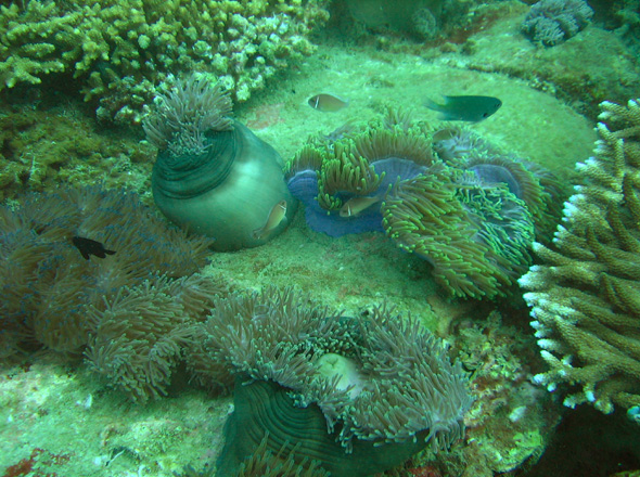 Korallen- und Anemonenlandschaften vom feinsten