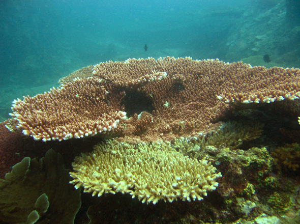 Korallenlandschaften vom feinsten