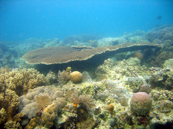Korallenlandschaft vor Sipadan