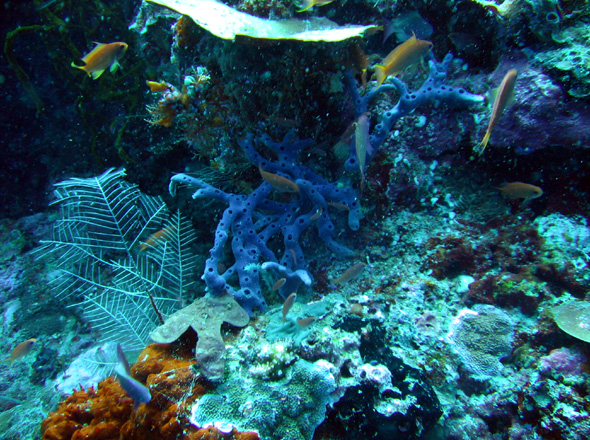 Schwmme und Korallen