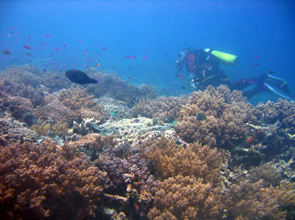 Korallenlandschaft vorm Drop off bei Sipadan